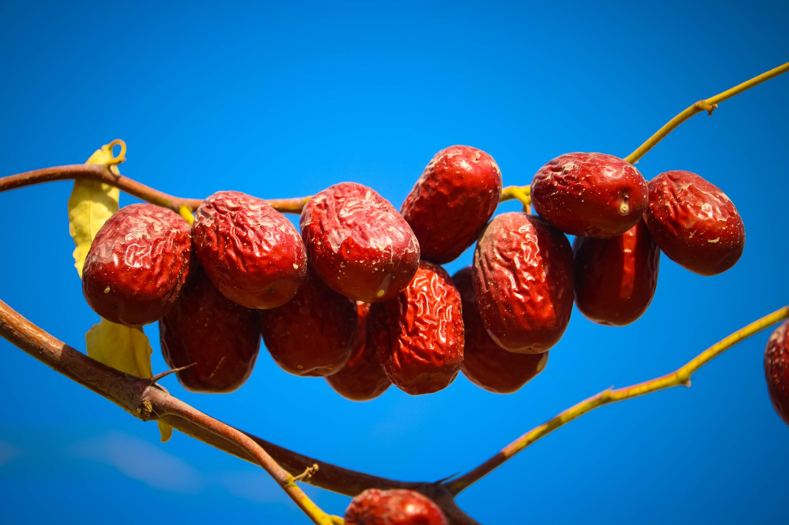 24µõ¸ÉÔæ.jpg 24µõ¸ÉÔæ.jpg