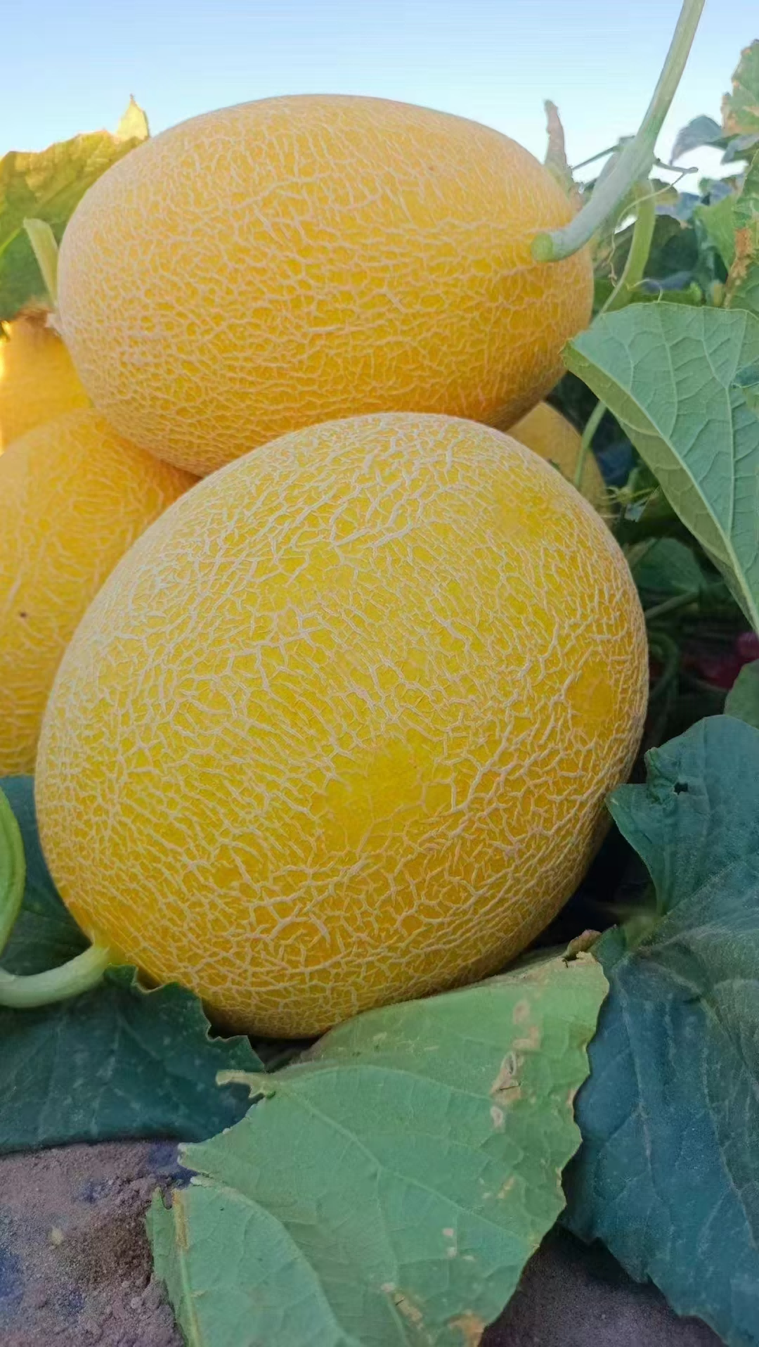 1753760337288309.png ͼƬ3.png