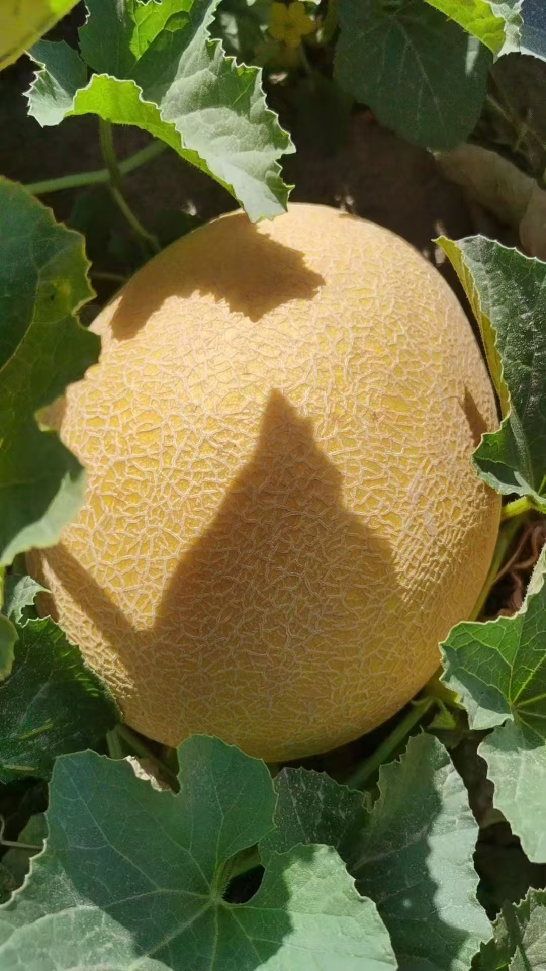 1753760344518741.png ͼƬ4.png